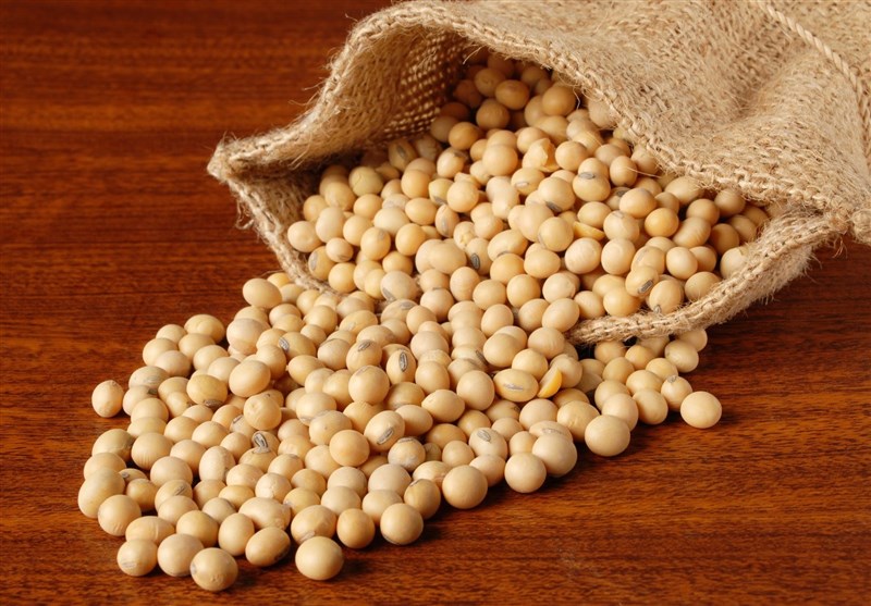 دانه سویا