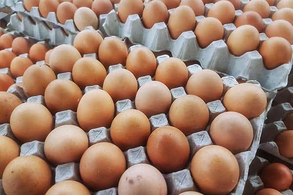 تخم مرغ نطفه دار